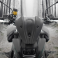  Yamaha / MT-09 / 2024